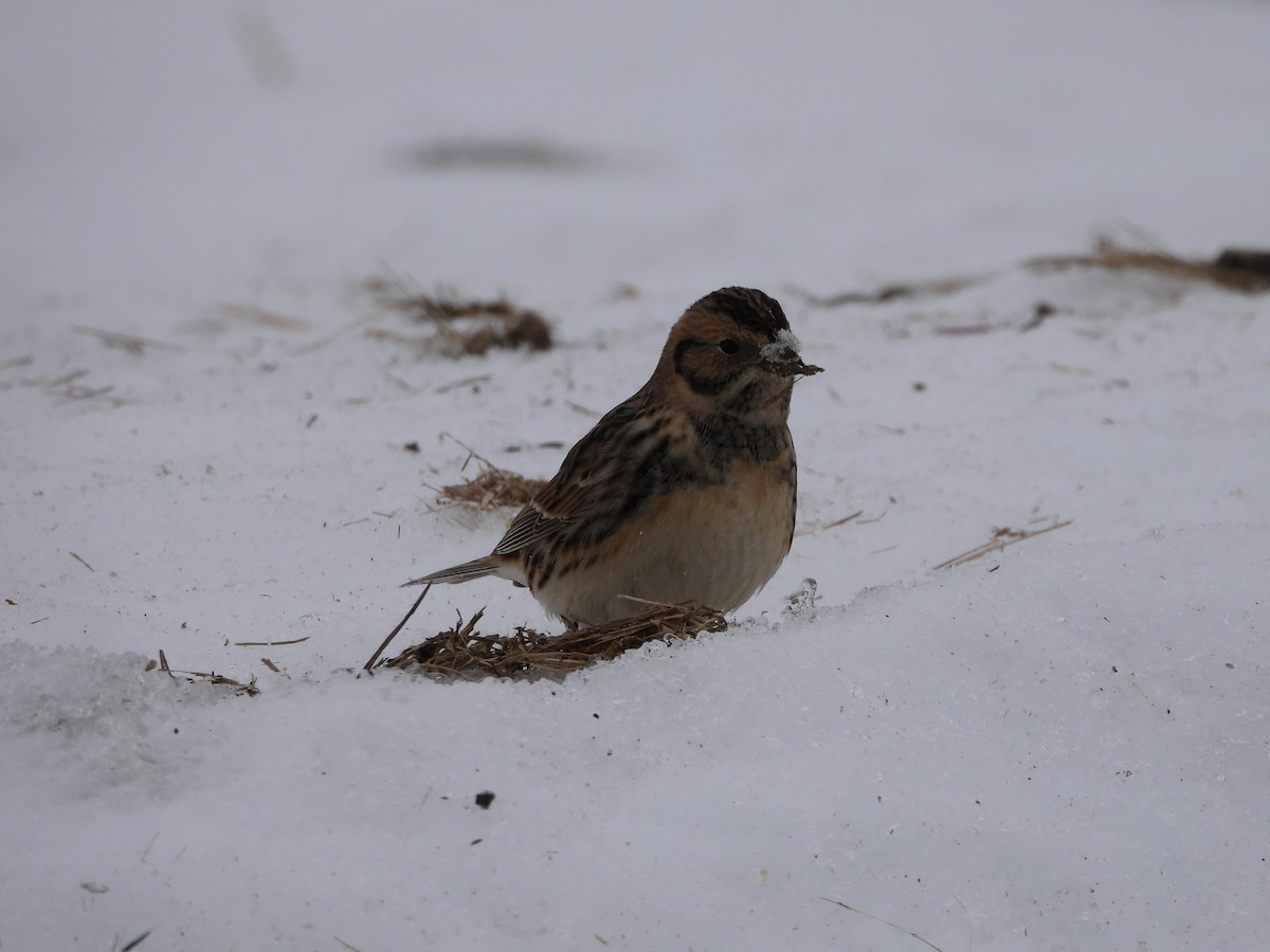 Lapland Longspur - ML646820024