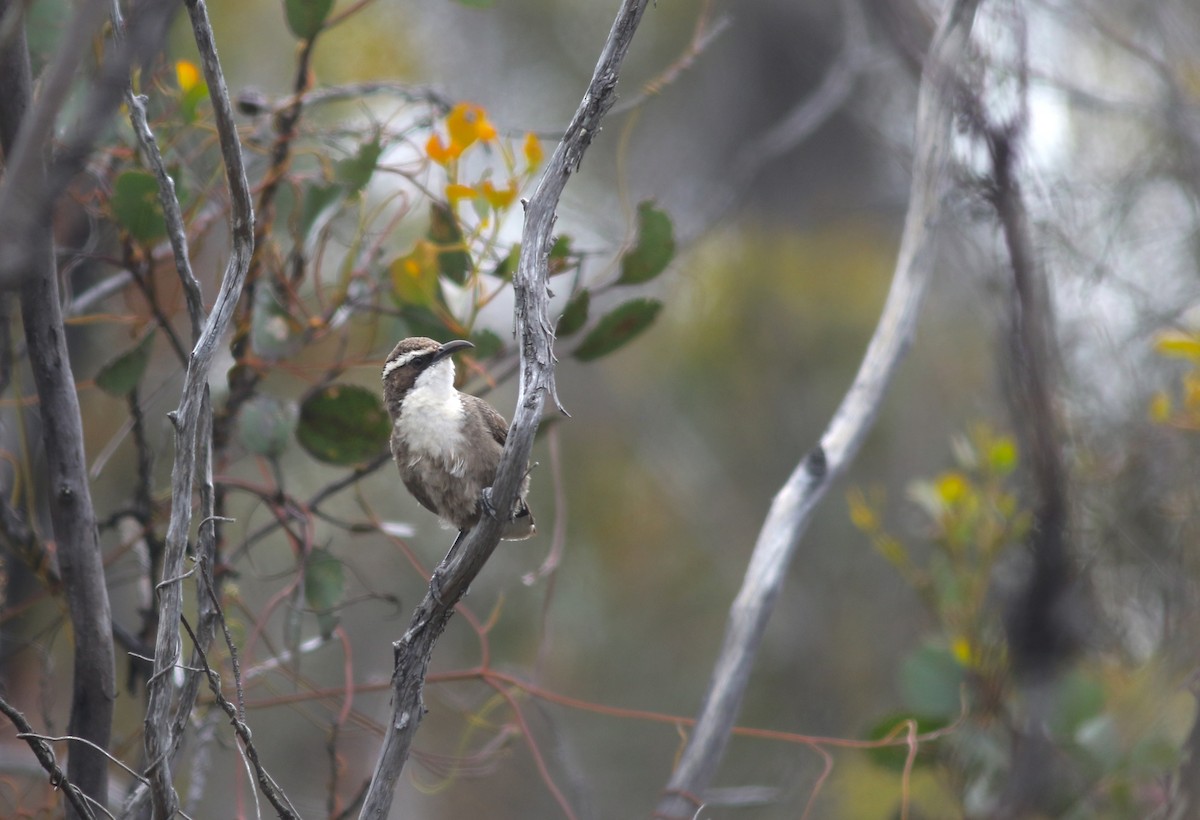 White-browed Babbler - ML646820026