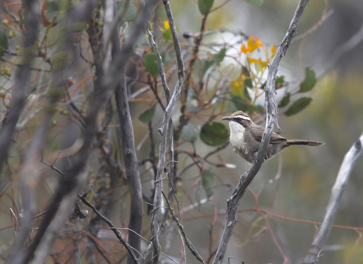 White-browed Babbler - ML646820027