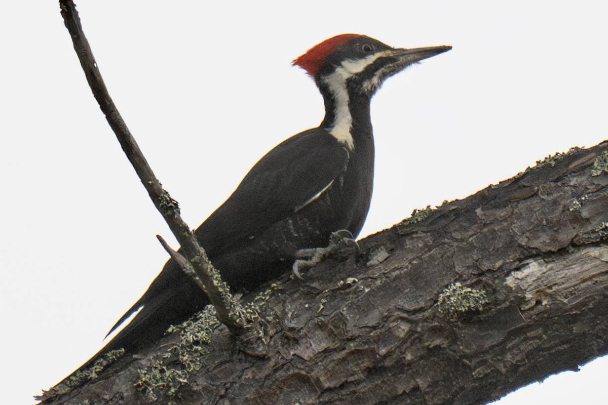 Helmspecht - ML646820029