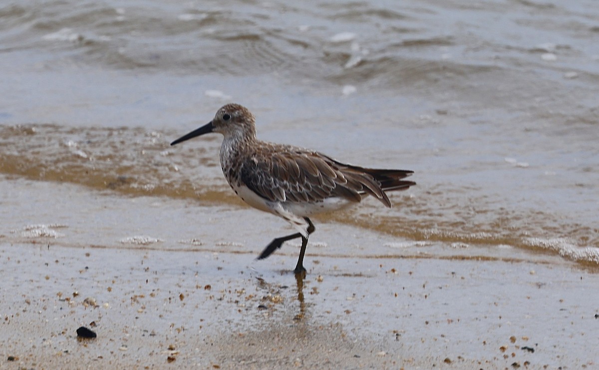 Benekli Kumkuşu - ML646820035