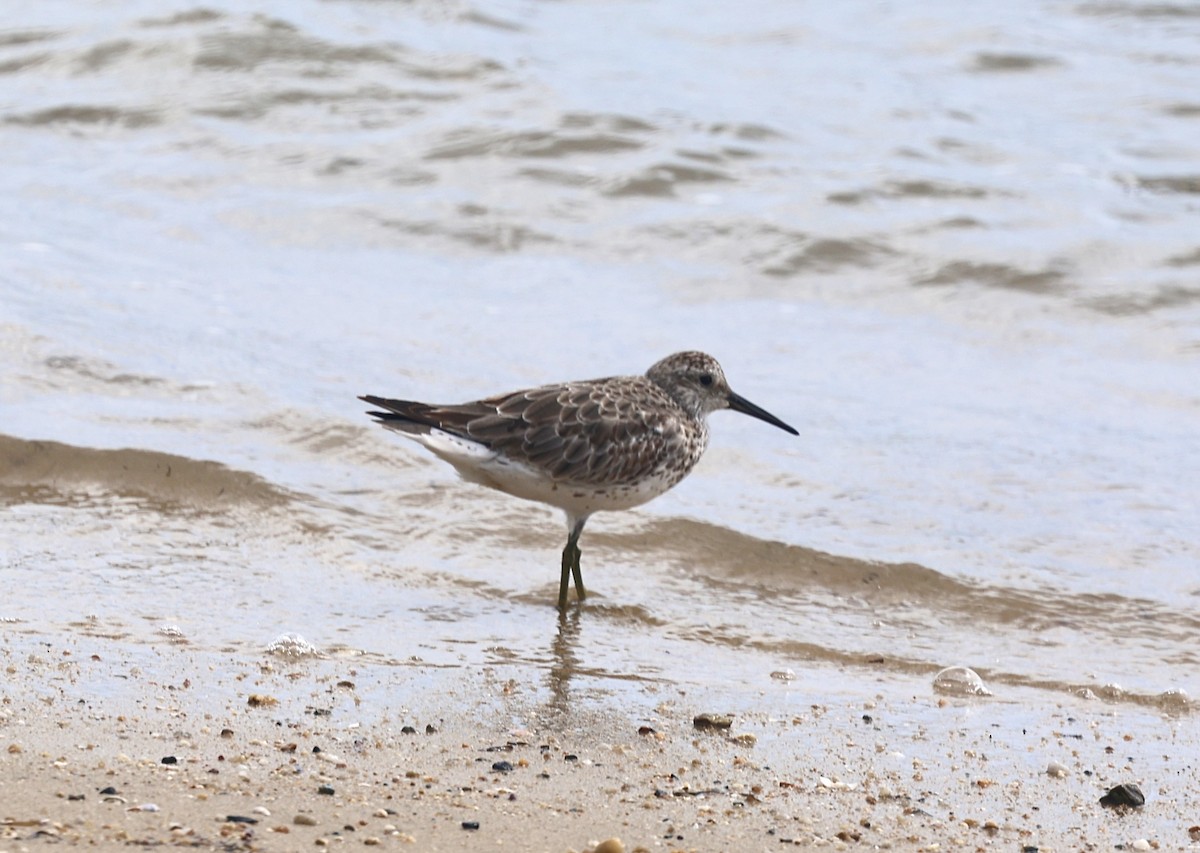 Benekli Kumkuşu - ML646820036