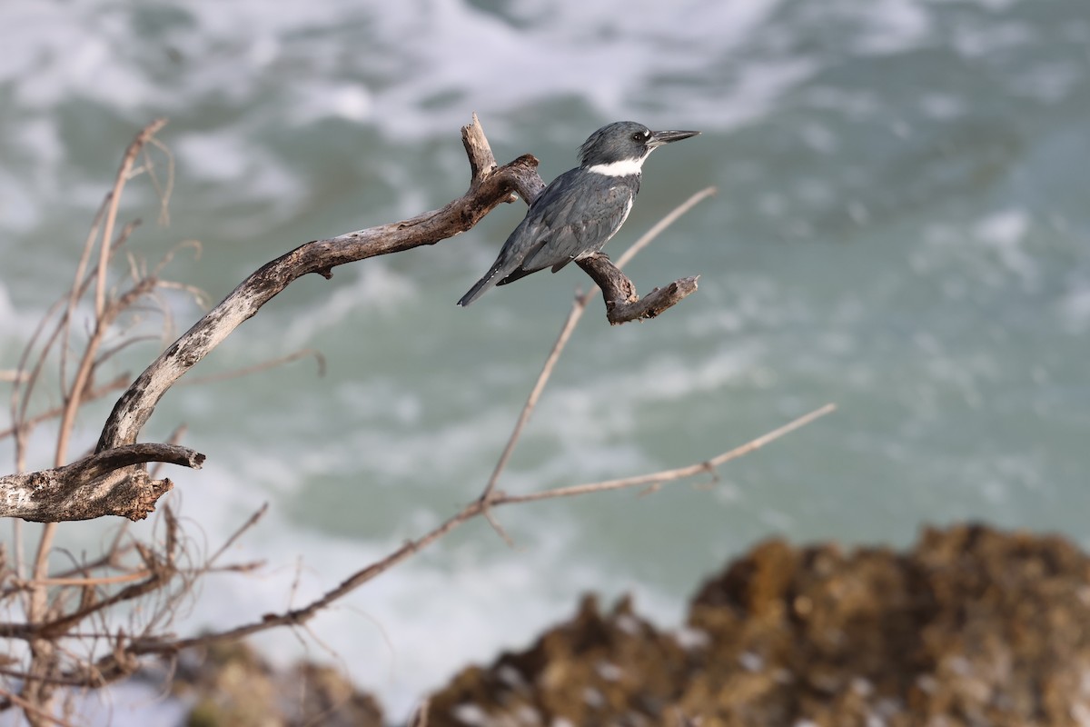 Martín Gigante Norteamericano - ML646820037