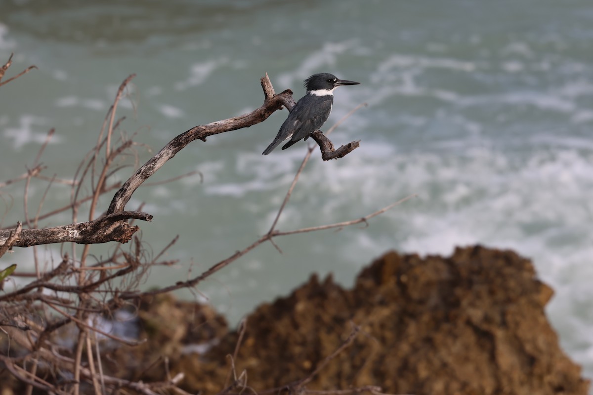 Martín Gigante Norteamericano - ML646820038