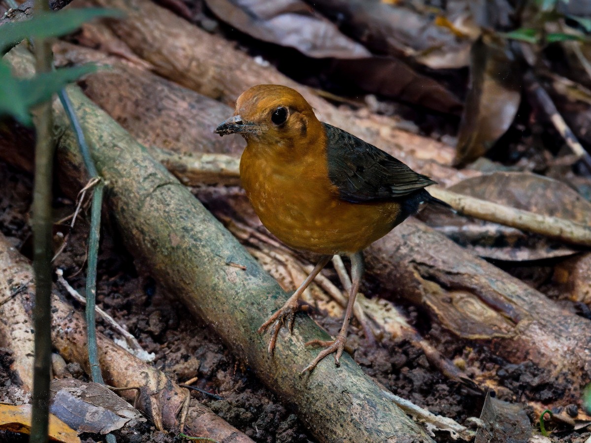 Orange-headed Thrush - ML646820041
