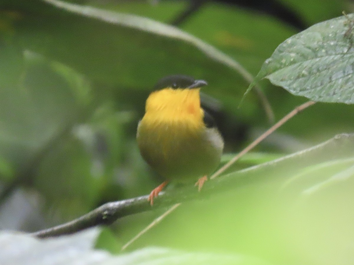 Golden-collared Manakin - ML646820042