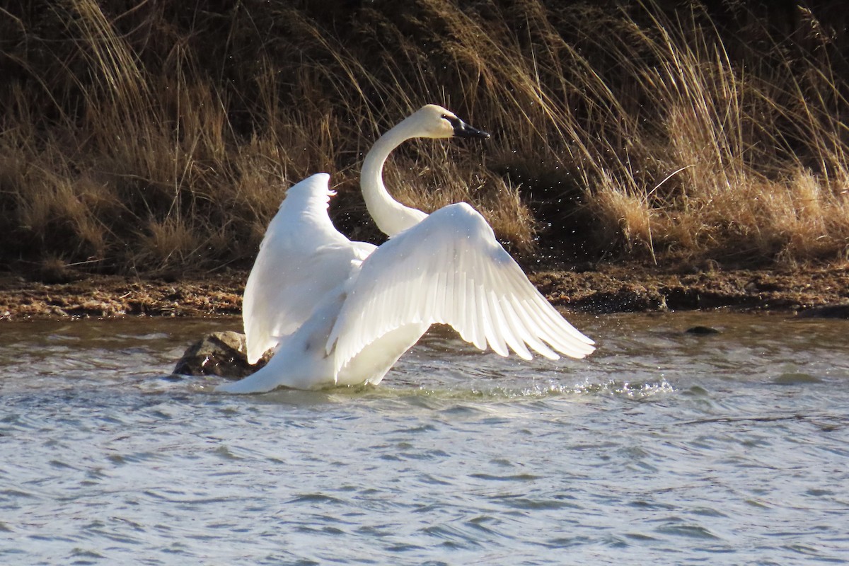 Trumpeter Swan - ML646820047