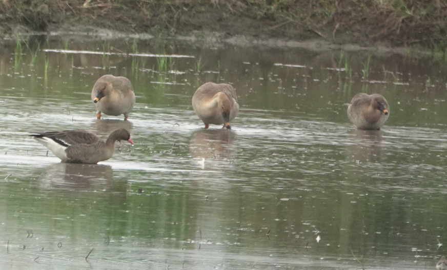 Lesser White-fronted Goose - ML646820050