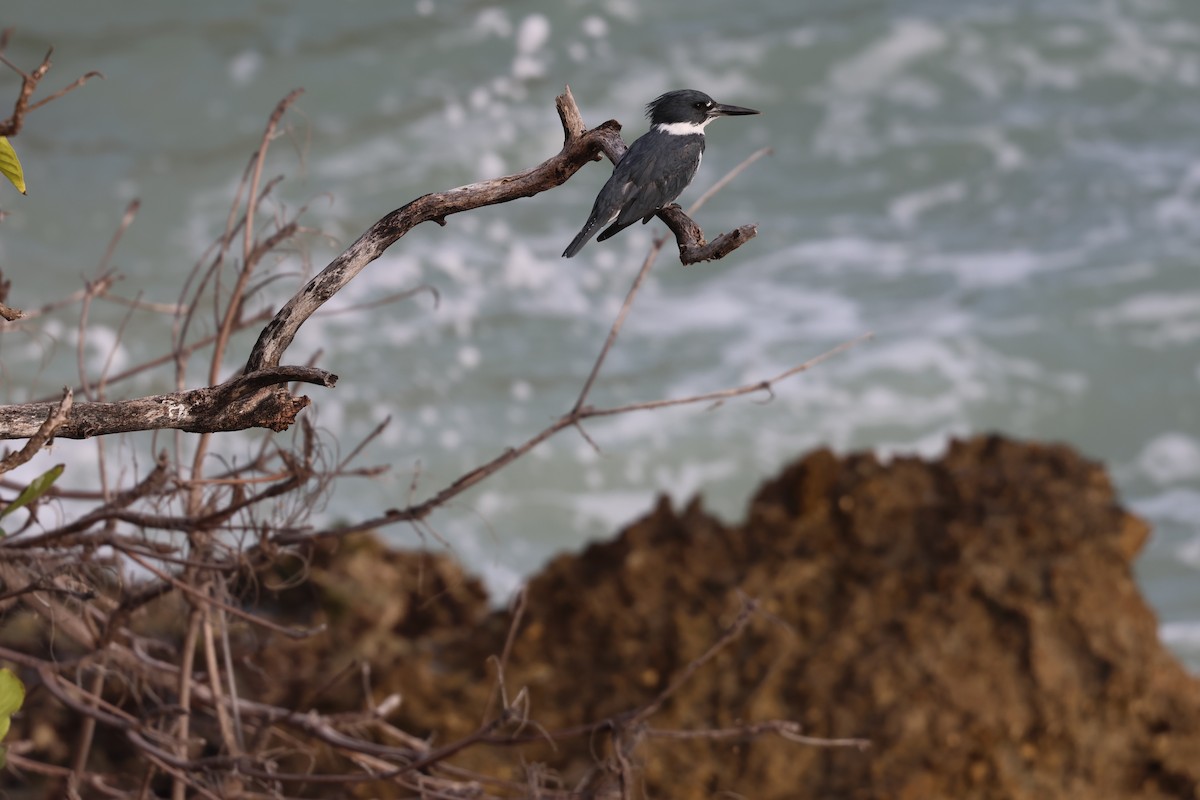 Martín Gigante Norteamericano - ML646820053