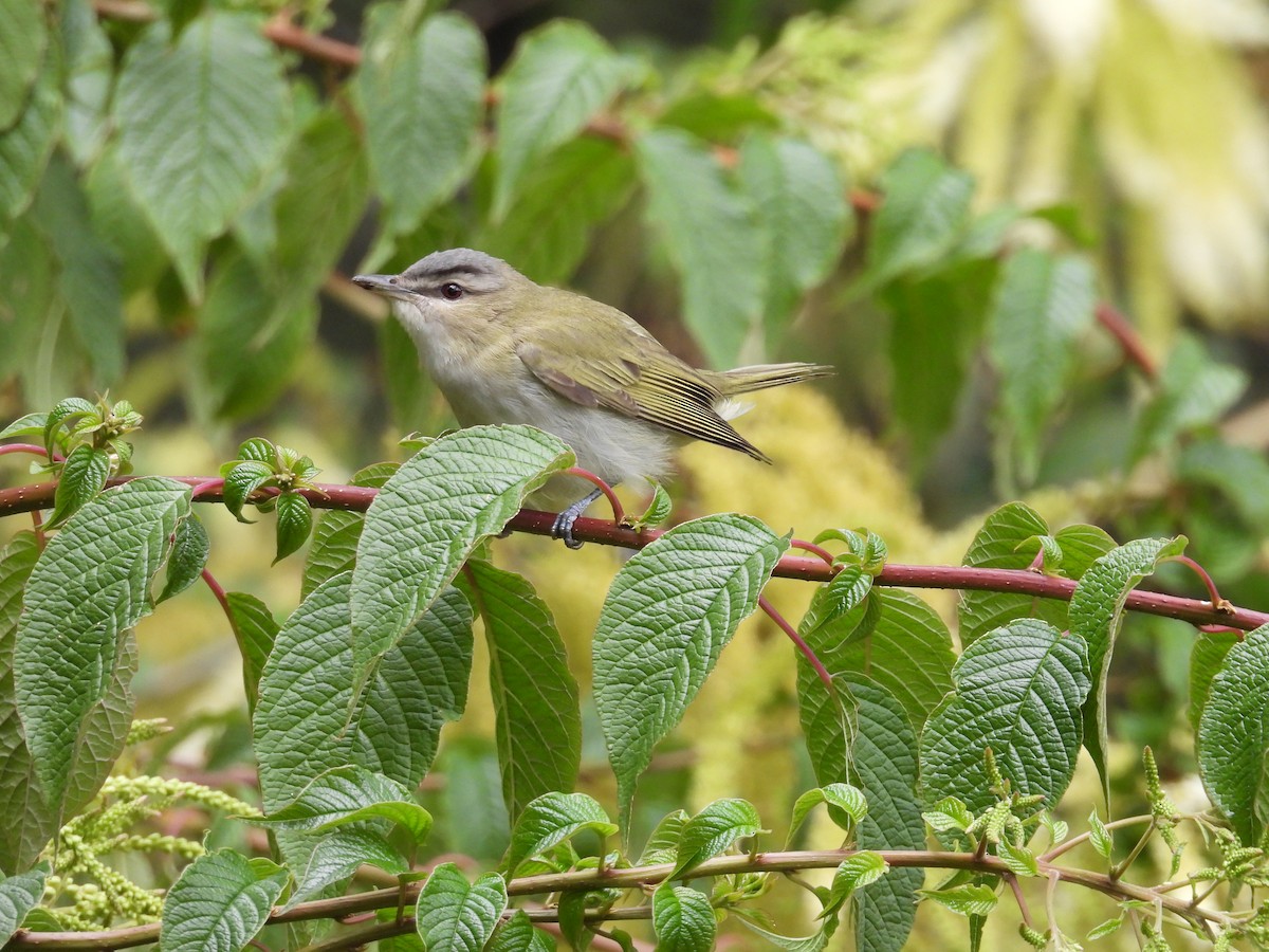 Kızıl Gözlü Vireo - ML646820057
