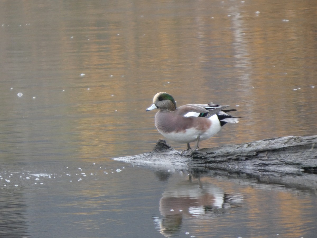 Американская свиязь - ML646820058