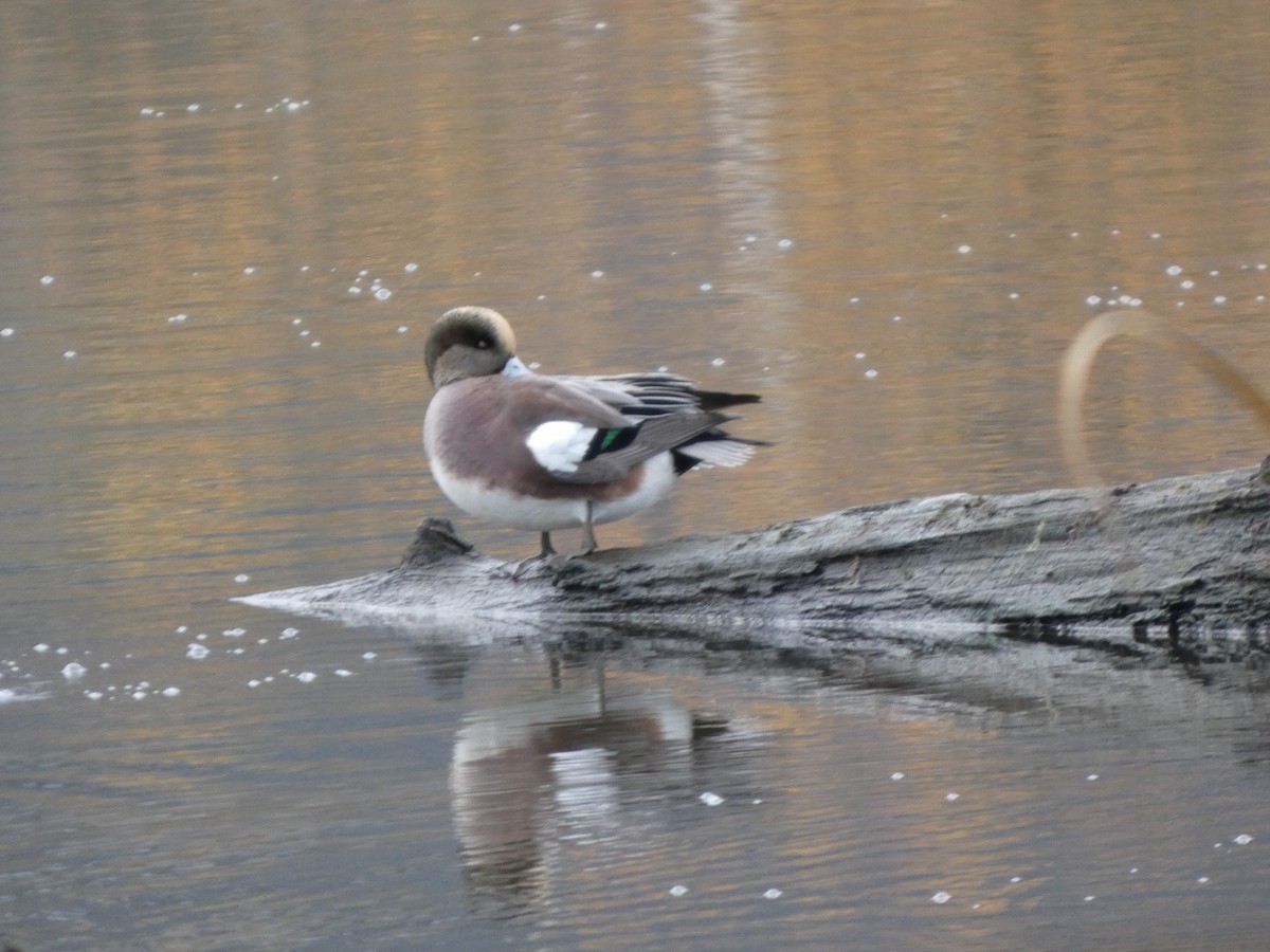 Американская свиязь - ML646820059