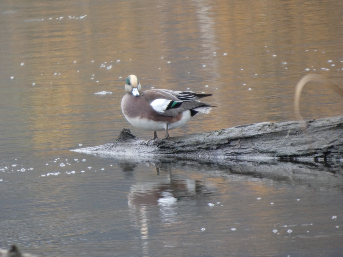 Американская свиязь - ML646820060