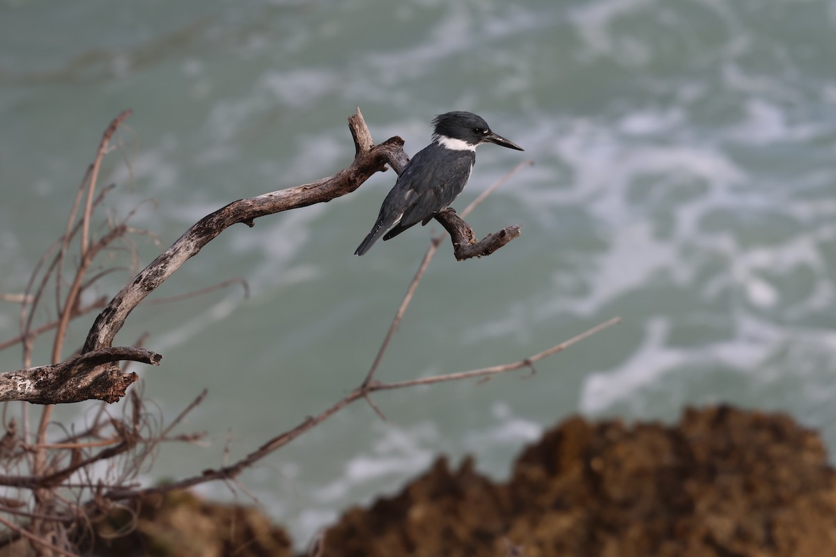 Martín Gigante Norteamericano - ML646820065