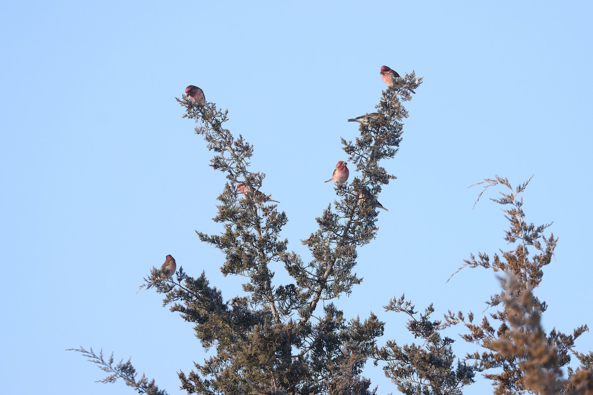 Purple Finch - ML646820068