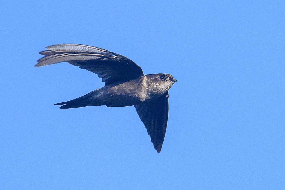 Himalaya Yelyutanı - ML646820070