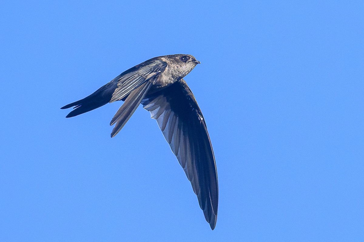 Himalaya Yelyutanı - ML646820071