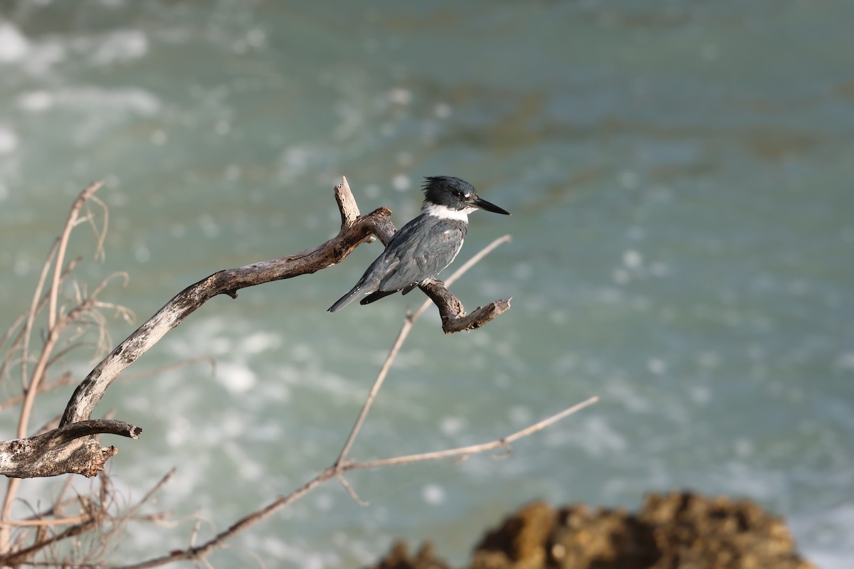 Martín Gigante Norteamericano - ML646820073