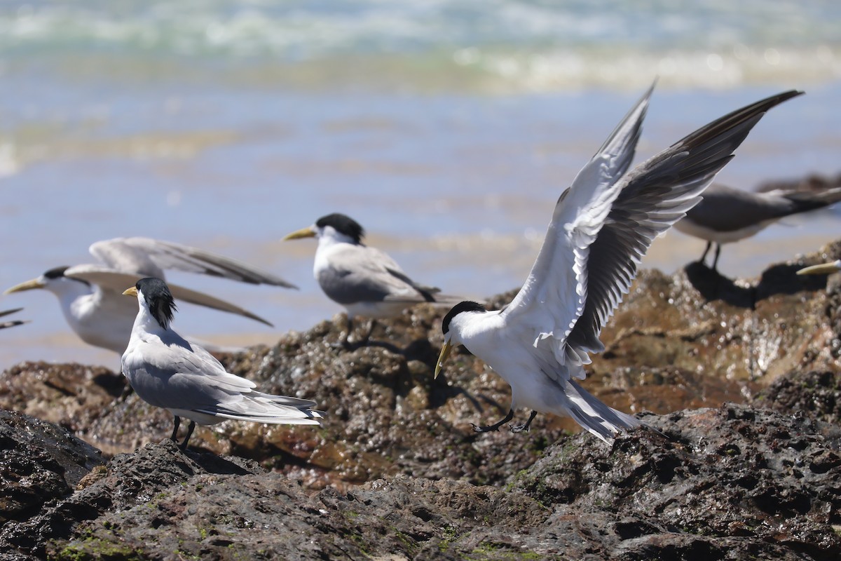 Great Crested Tern - ML646820075