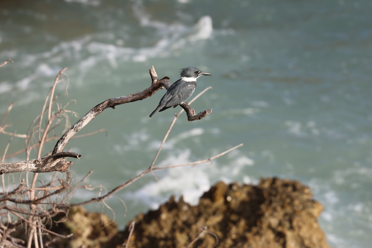 Martín Gigante Norteamericano - ML646820082
