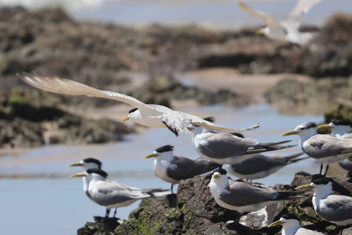 Great Crested Tern - ML646820083