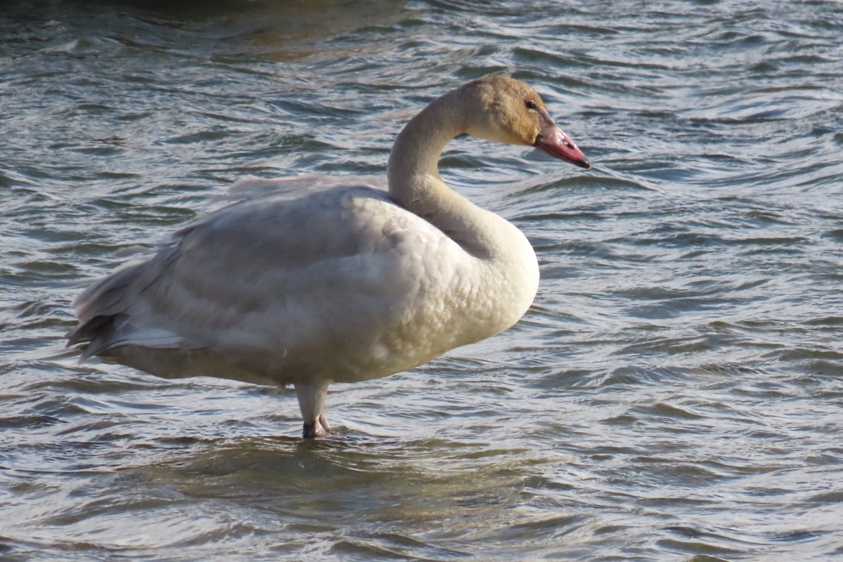 Trumpeter Swan - ML646820087