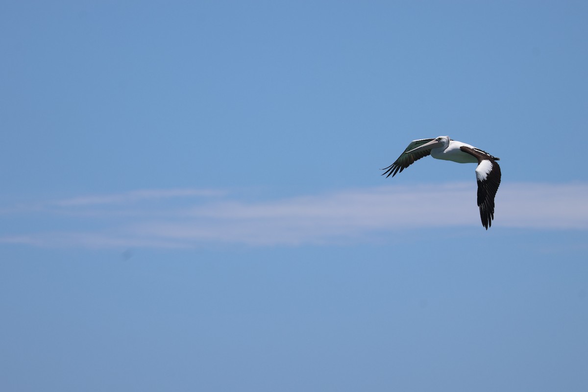 Australian Pelican - ML646820089