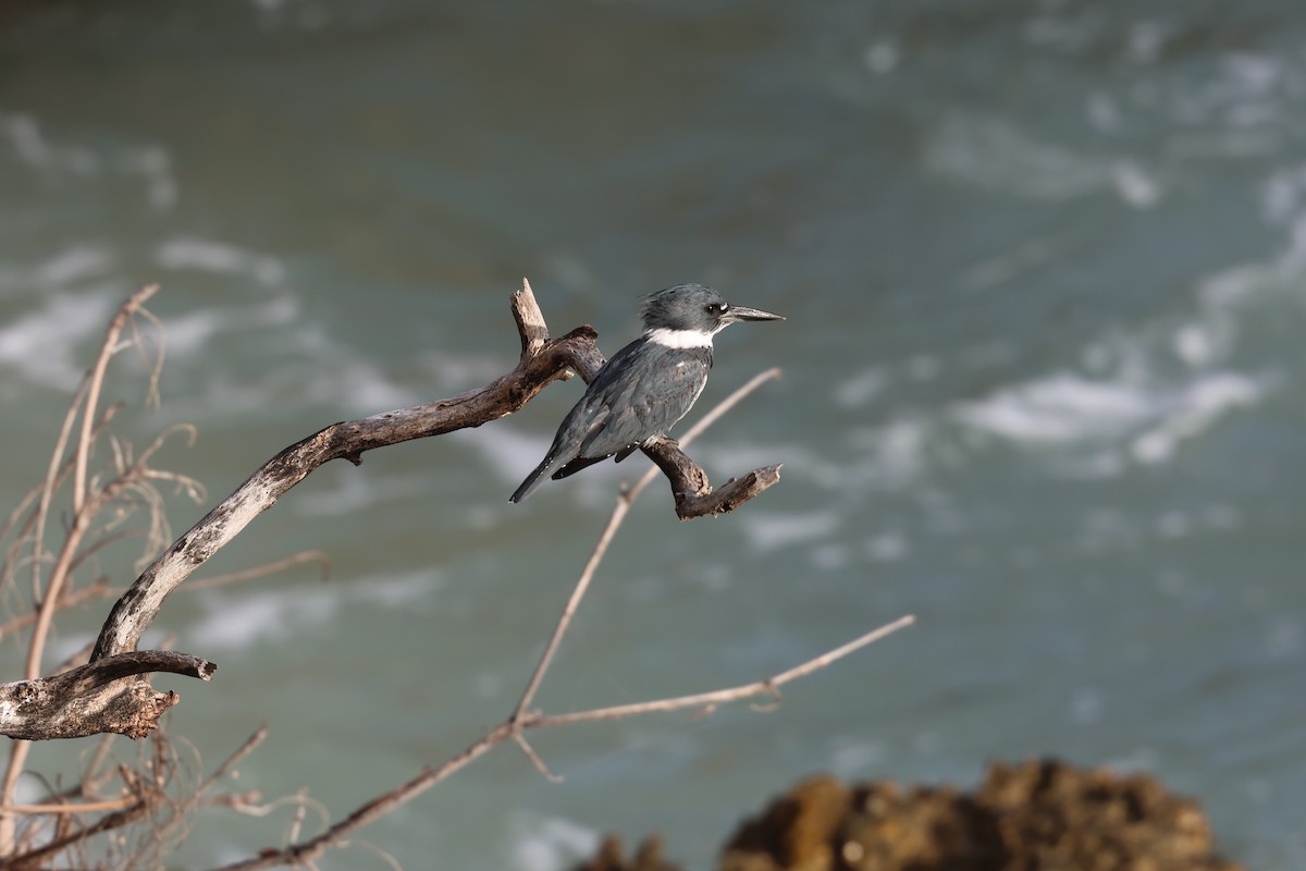 Martín Gigante Norteamericano - ML646820092