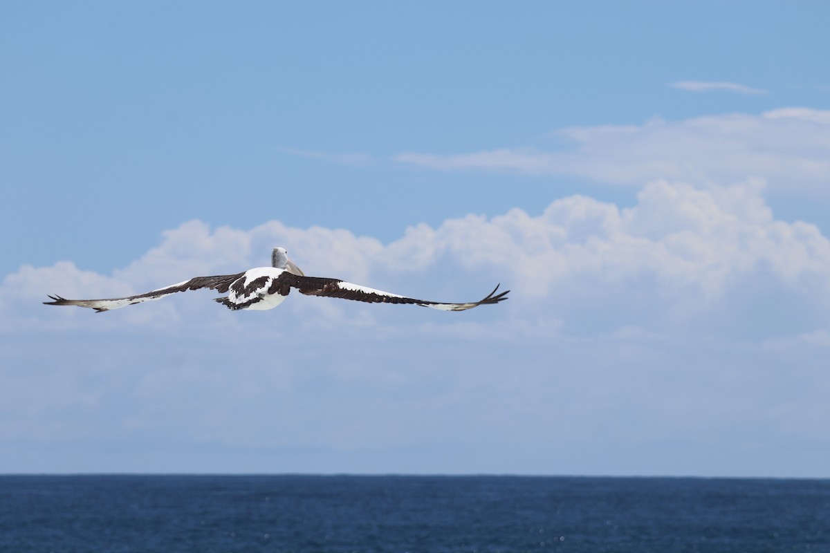 Australian Pelican - ML646820094