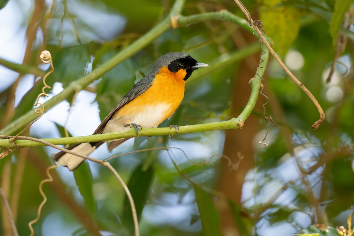 Australian Spectacled Monarch - ML646820095