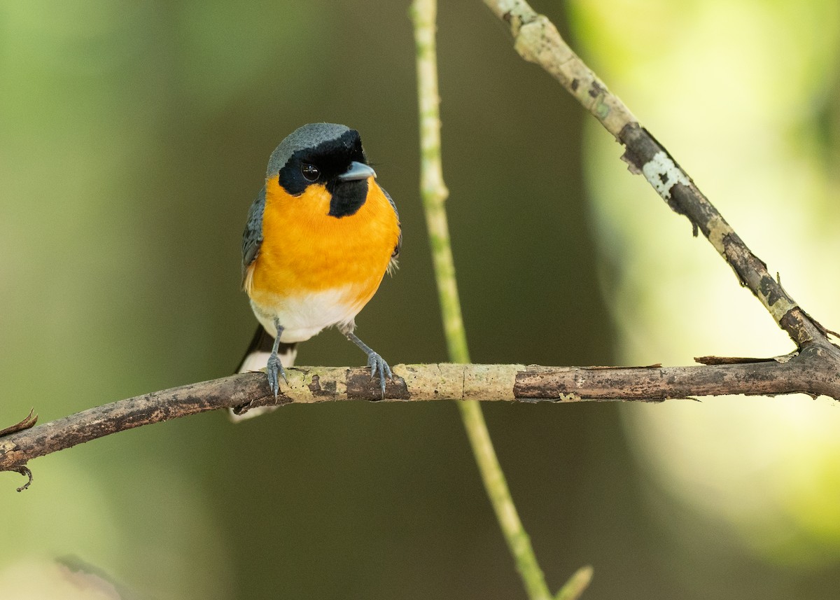 Australian Spectacled Monarch - ML646820098
