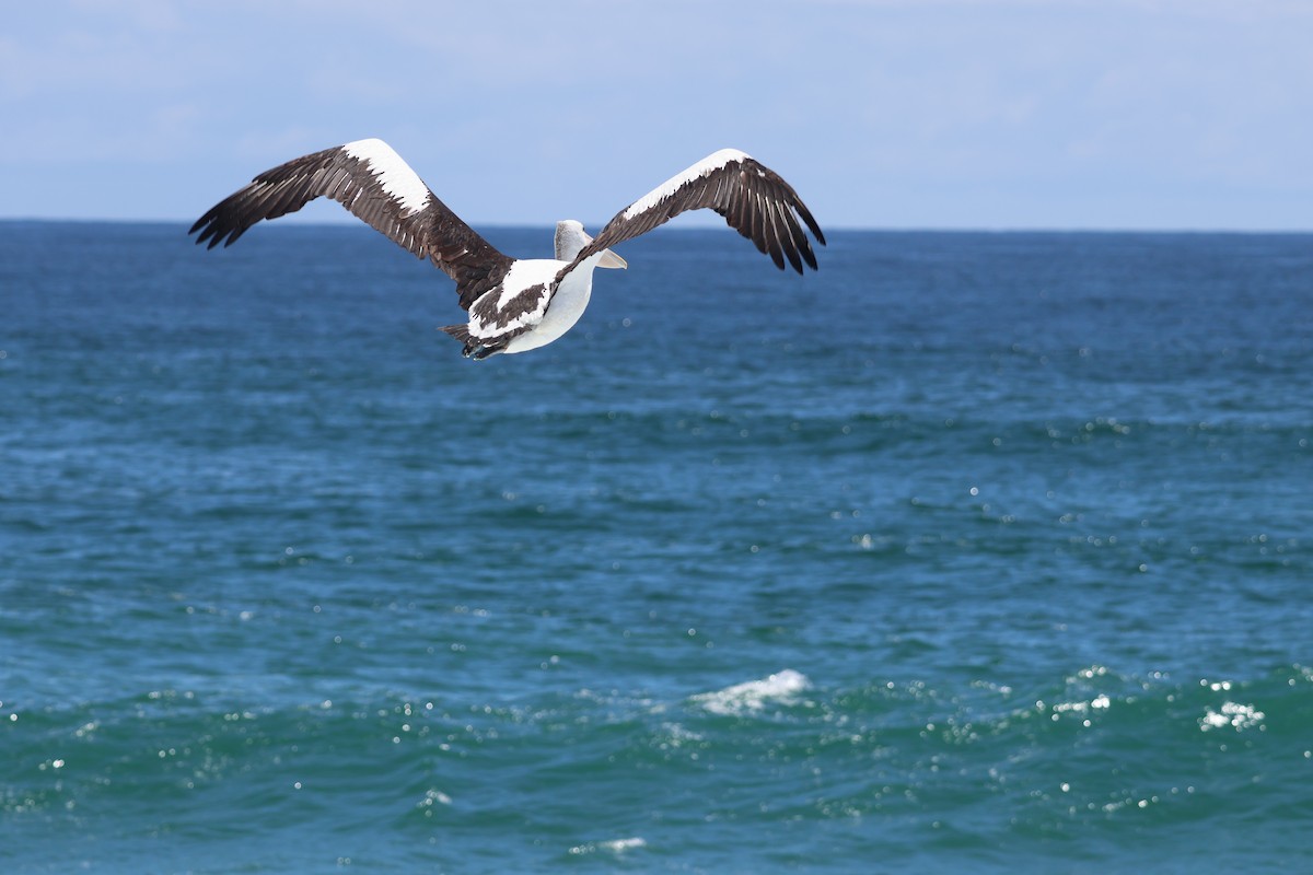 Australian Pelican - ML646820100