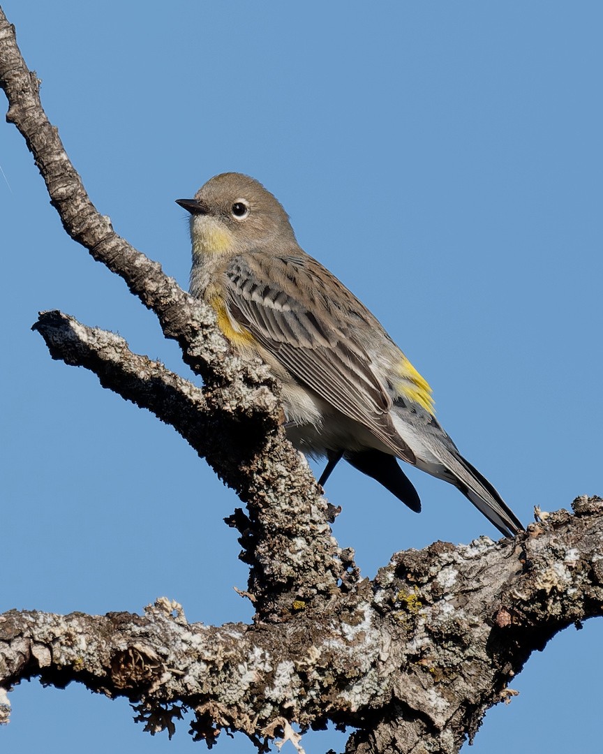 Reinita Coronada - ML646820101