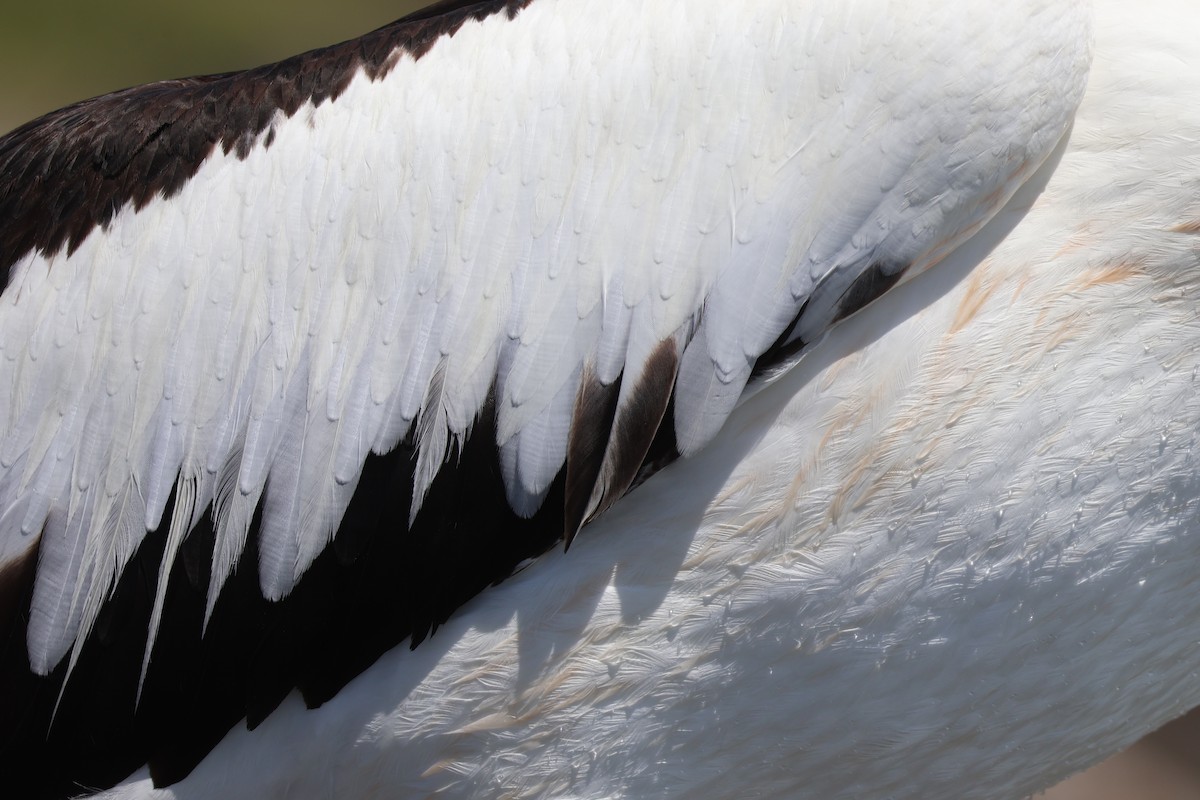 Australian Pelican - ML646820102