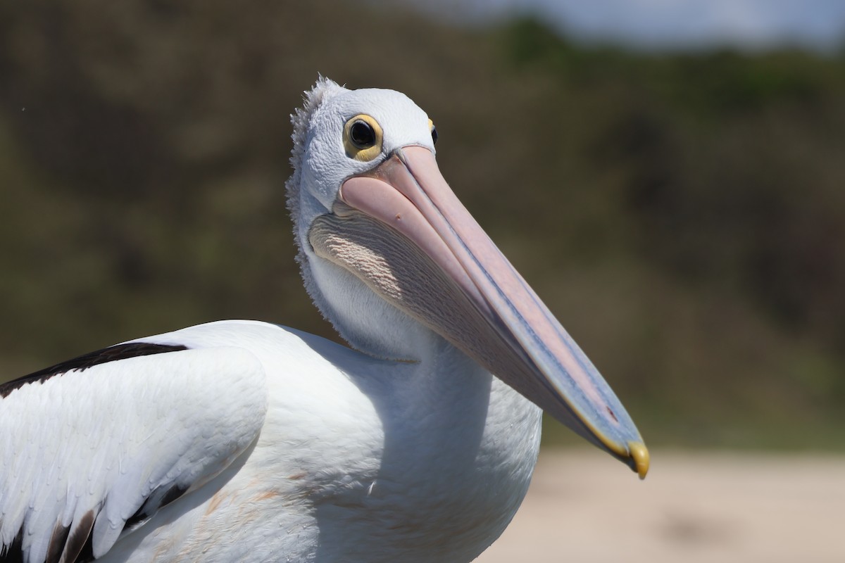 Australian Pelican - ML646820103