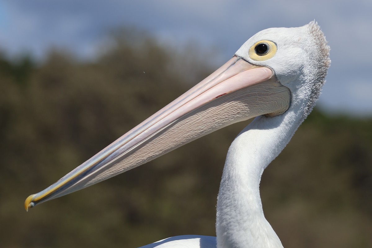 Australian Pelican - ML646820104