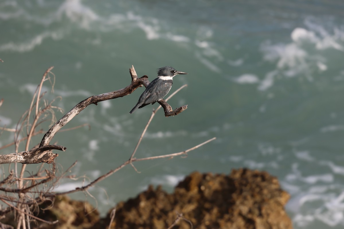 Martín Gigante Norteamericano - ML646820105