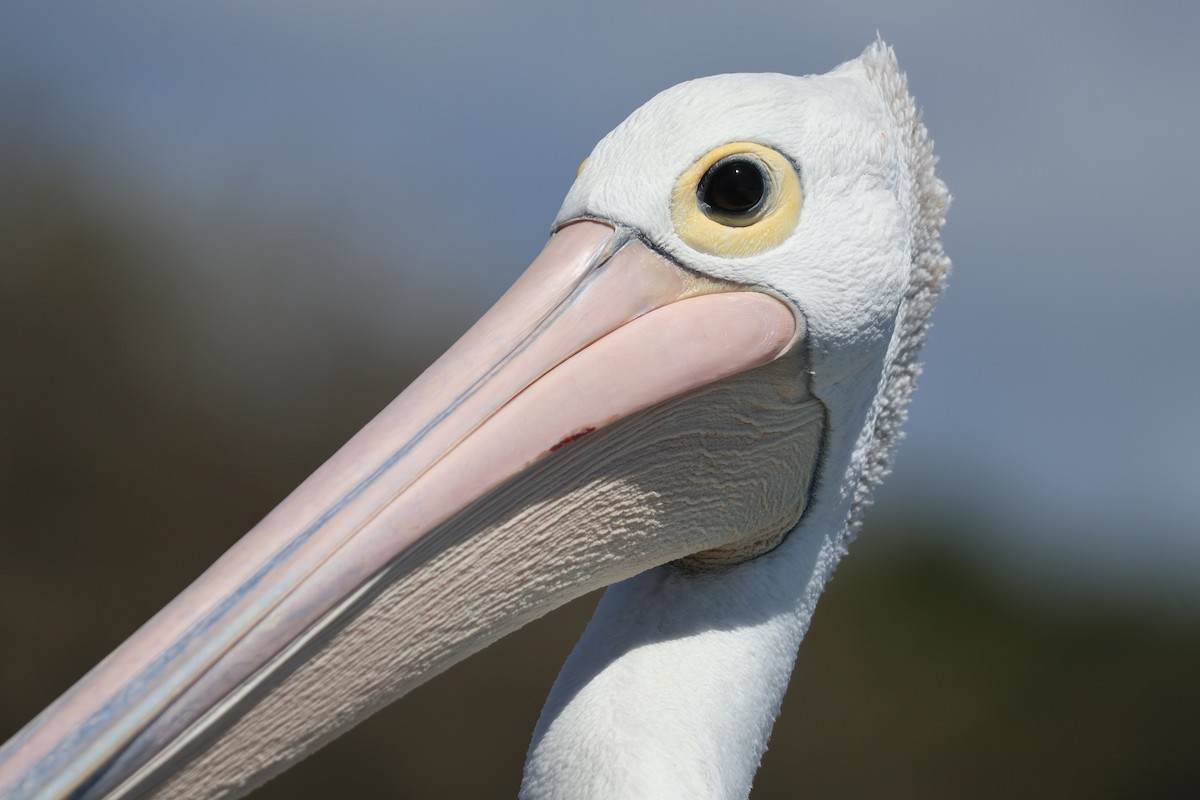 Australian Pelican - ML646820106
