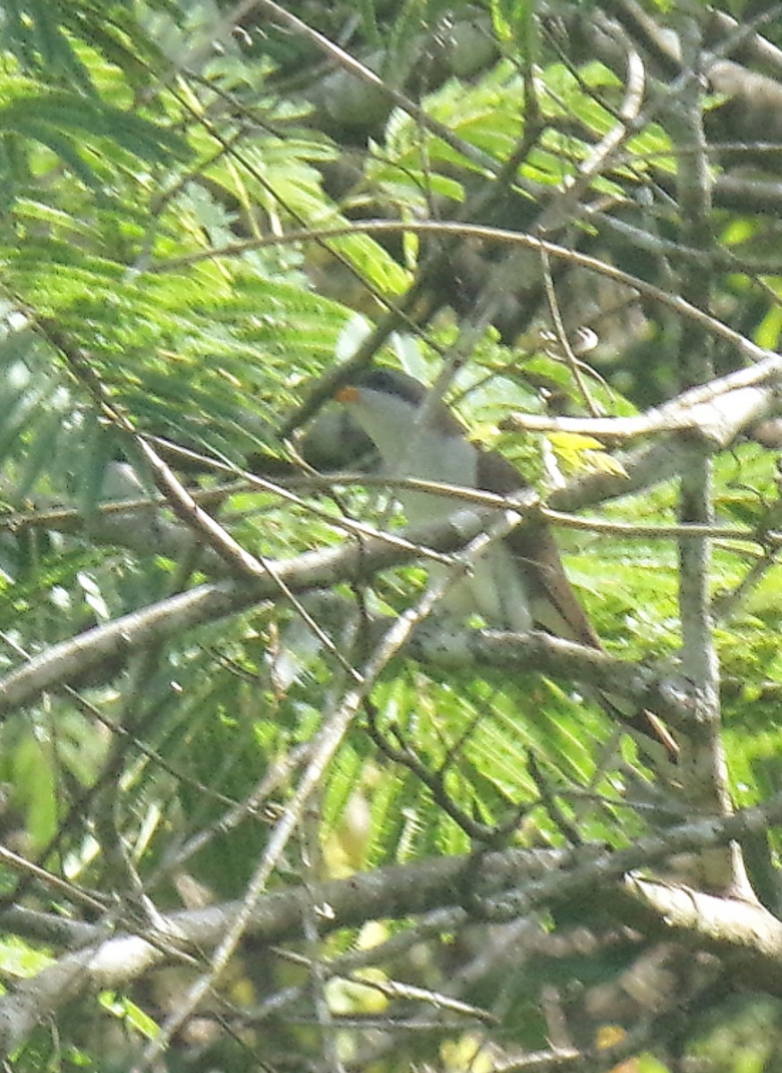 Coulicou d'Euler - ML646820107