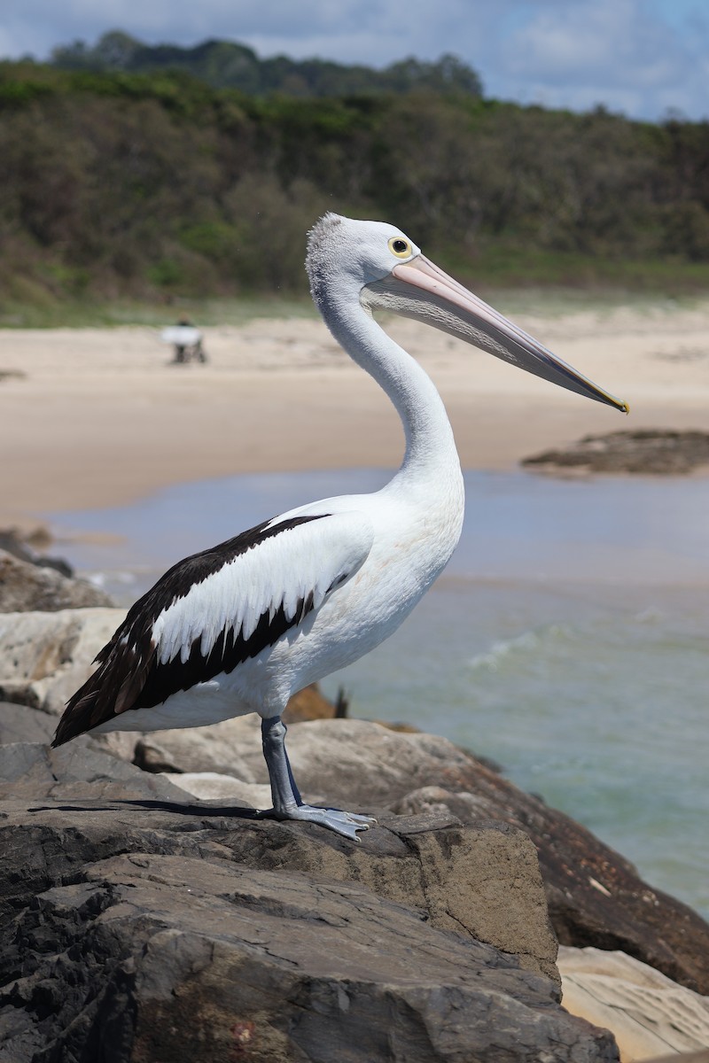 Australian Pelican - ML646820108