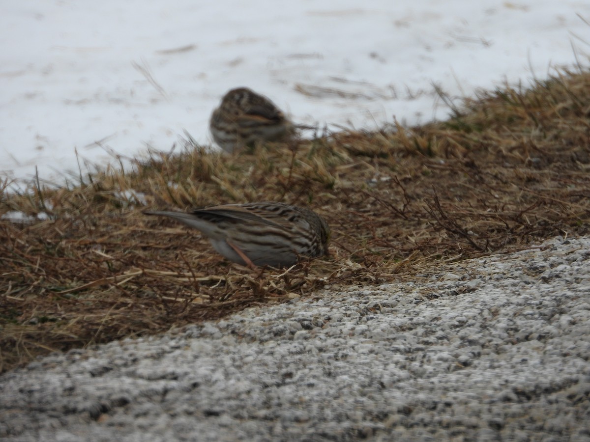 Savannah Sparrow - ML646820113