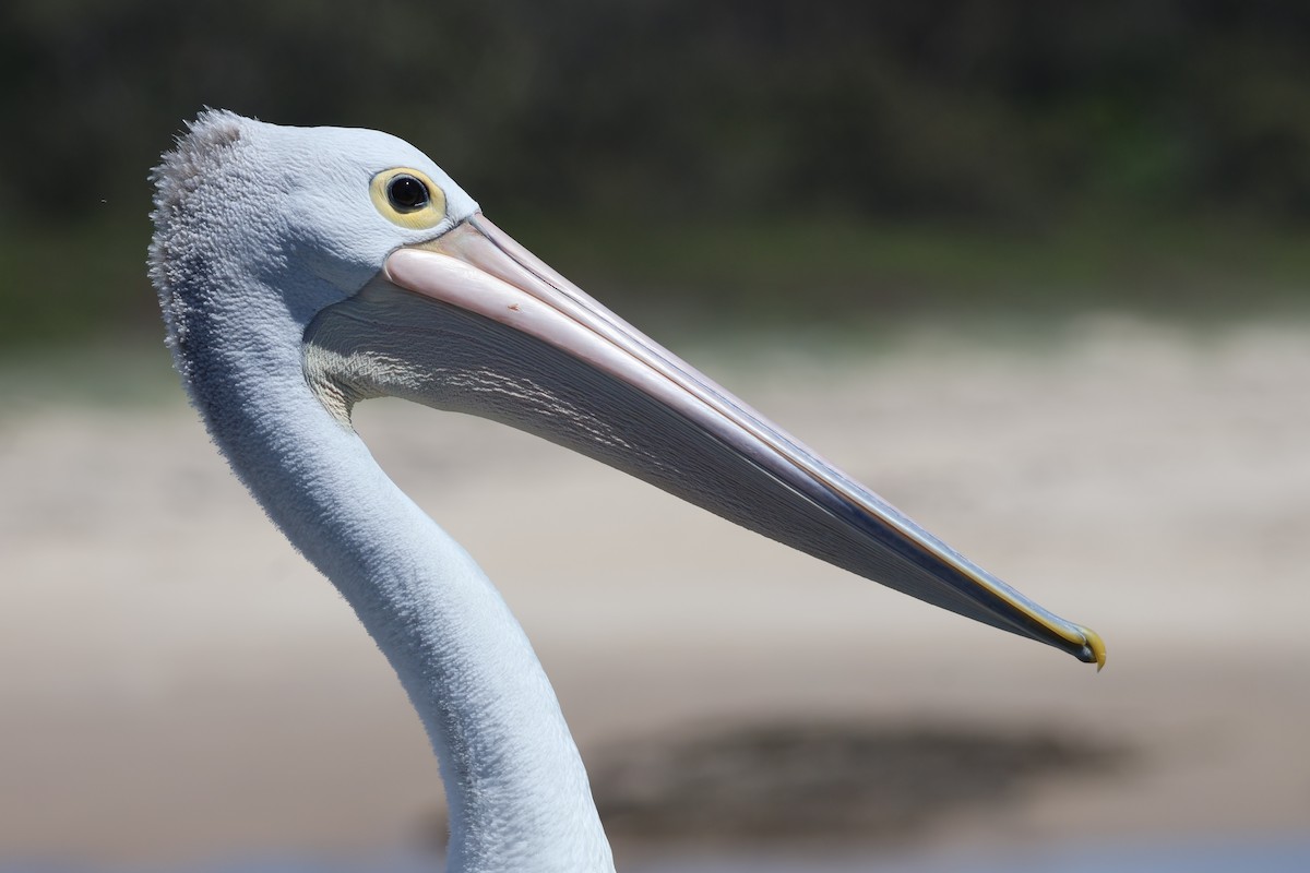Australian Pelican - ML646820114