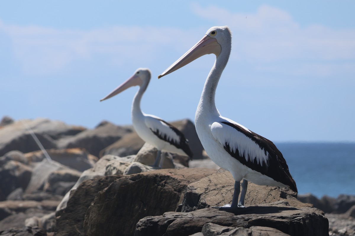 Australian Pelican - ML646820115