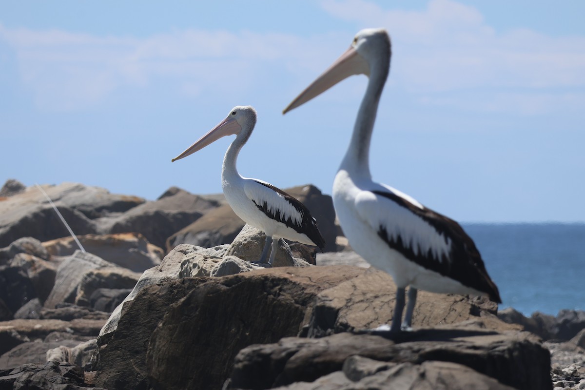 Australian Pelican - ML646820116