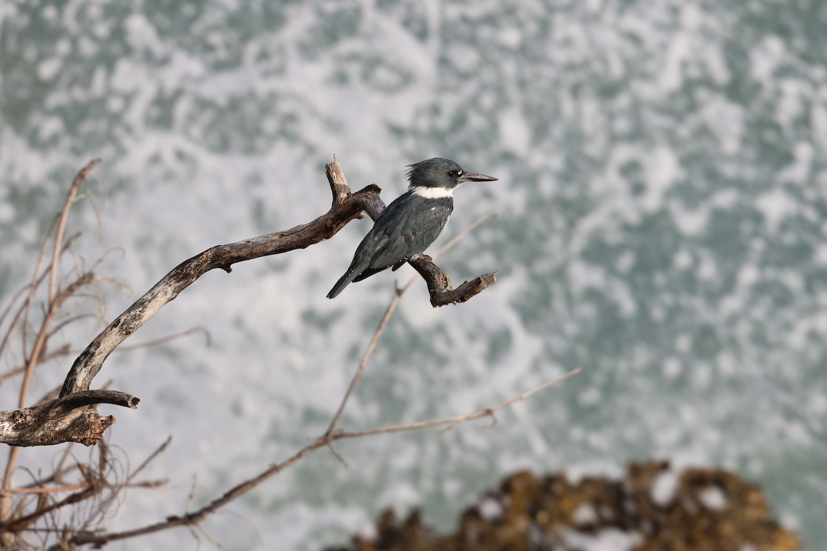 Martín Gigante Norteamericano - ML646820117