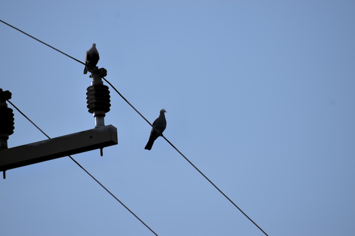 White-crowned Pigeon - ML646820119