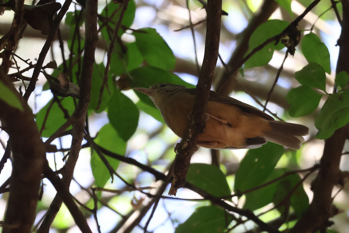 Little Shrikethrush (Rufous) - ML646820120