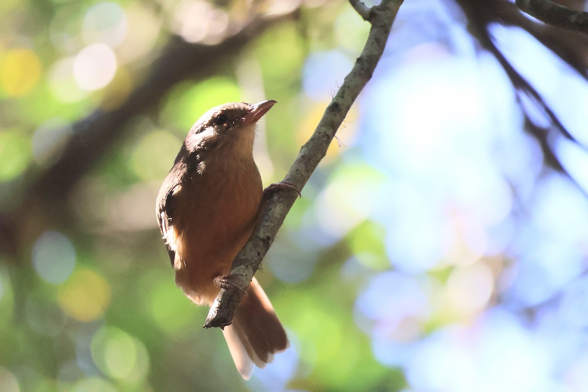 Little Shrikethrush (Rufous) - ML646820122