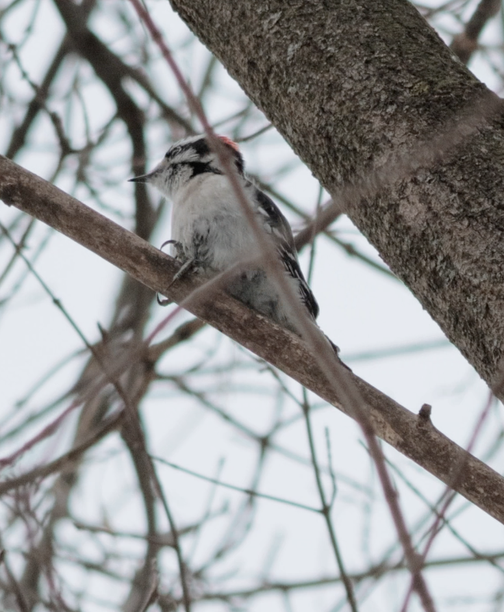 Downy Woodpecker (Eastern) - ML646820123