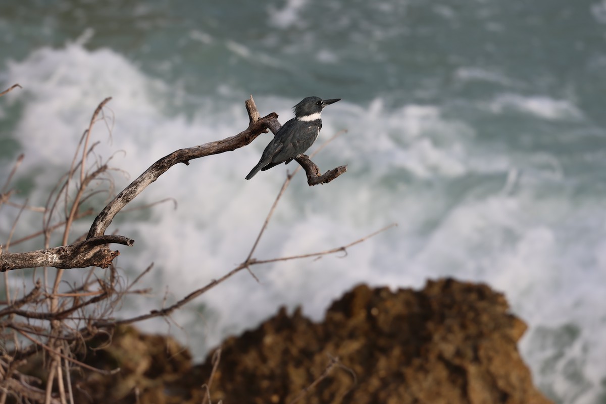 Martín Gigante Norteamericano - ML646820124